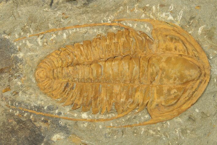 Cambrian Trilobite (Hamatolenus) - Tinjdad, Morocco #209133